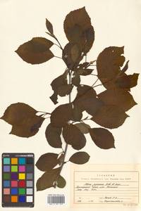 Alnus japonica (Thunb.) Steud., Siberia, Russian Far East (S6) (Russia)