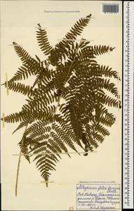 Athyrium filix-femina (L.) Roth, Caucasus, Stavropol Krai, Karachay-Cherkessia & Kabardino-Balkaria (K1b) (Russia)