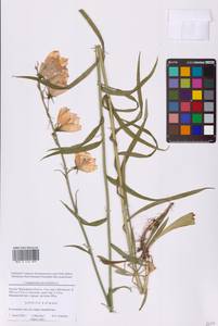 Campanula persicifolia L., Eastern Europe, Moscow region (E4a) (Russia)