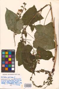 MHA 0 156 163, Salvia glutinosa L., Eastern Europe, Middle Volga region (E8) (Russia)