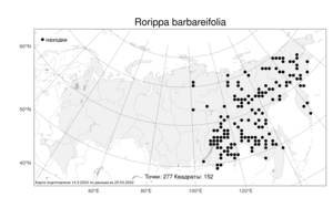 Rorippa barbareifolia (DC.) Kitag., Atlas of the Russian Flora (FLORUS) (Russia)