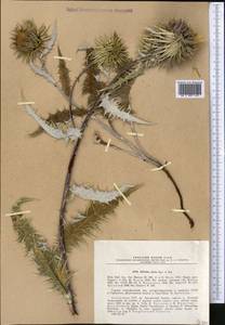 Alfredia nivea Kar. & Kir., Middle Asia, Northern & Central Tian Shan (M4) (Kazakhstan)