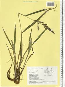 Echinochloa crus-galli (L.) P.Beauv., Eastern Europe, Central region (E4) (Russia)