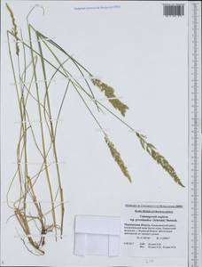 Calamagrostis stricta (Timm) Koeler, Eastern Europe, Northern region (E1) (Russia)