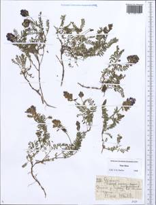 Oxytropis, Middle Asia, Northern & Central Tian Shan (M4) (Kazakhstan)
