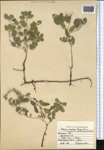 Tournefortia sogdiana (Bunge) Popov, Middle Asia, Syr-Darian deserts & Kyzylkum (M7) (Uzbekistan)