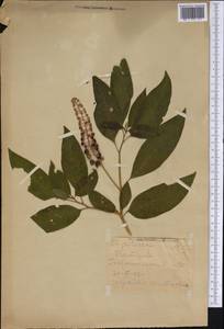 Phytolacca, Caucasus, Georgia (K4) (Georgia)