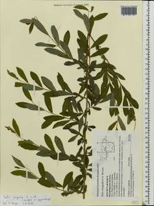 Salix purpurea L., Eastern Europe, Central region (E4) (Russia)