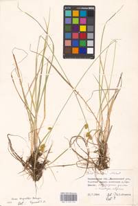 Carex oederi var. bergrothii (Palmgr.) Hedrén & Lassen, Eastern Europe, North-Western region (E2) (Russia)