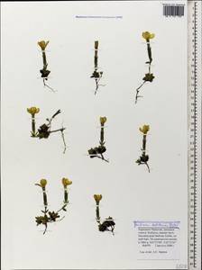 Gentiana verna subsp. oschtenica (Kuzn.) J. J. Halda, Caucasus, Stavropol Krai, Karachay-Cherkessia & Kabardino-Balkaria (K1b) (Russia)
