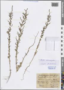 Suaeda heterophylla (Kar. & Kir.) Boiss., Middle Asia, Caspian Ustyurt & Northern Aralia (M8) (Kazakhstan)