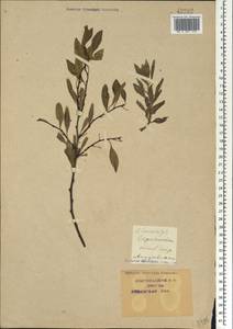 Prunus tenella Batsch, Caucasus, Krasnodar Krai & Adygea (K1a) (Russia)