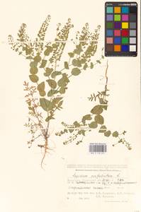 Lepidium perfoliatum L., Middle Asia, Caspian Ustyurt & Northern Aralia (M8) (Kazakhstan)