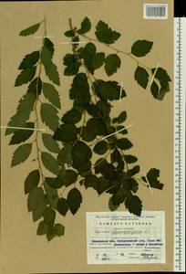 Spiraea chamaedryfolia L., Eastern Europe, Moscow region (E4a) (Russia)