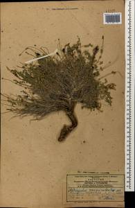 Astragalus sanguinolentus Bieb., Caucasus, Azerbaijan (K6) (Azerbaijan)