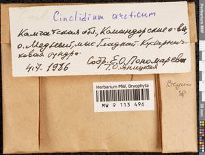 Cinclidium arcticum (Bruch & Schimp.) Schimp., Bryophytes, Bryophytes - Chukotka & Kamchatka (B21) (Russia)
