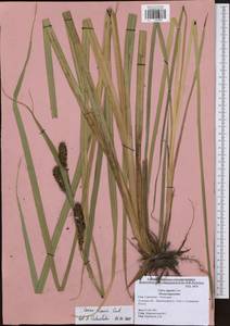 Carex riparia Curtis, Eastern Europe, Central region (E4) (Russia)