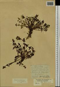 Taraxacum officinale Weber ex F. H. Wigg., Siberia, Russian Far East (S6) (Russia)