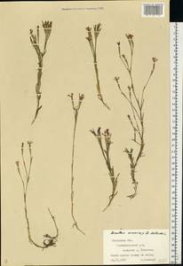 Dianthus armeria L., Eastern Europe, West Ukrainian region (E13) (Ukraine)