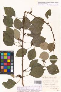 Populus simonii Carrière, Eastern Europe, Moscow region (E4a) (Russia)