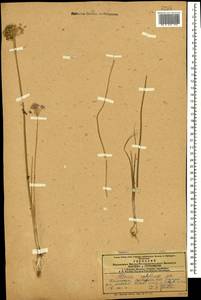 Allium rubellum M.Bieb., Caucasus, Azerbaijan (K6) (Azerbaijan)