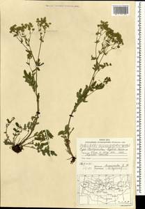 Potentilla tanacetifolia Willd. ex D. F. K. Schltdl., Mongolia (MONG) (Mongolia)