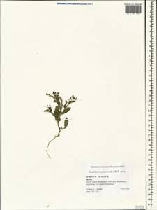 Euclidium syriacum (L.) W. T. Aiton, Crimea (KRYM) (Russia)