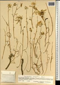 Scorzonera mongolica Maxim., Mongolia (MONG) (Mongolia)