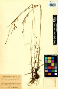 Carex panicea L., Siberia, Baikal & Transbaikal region (S4) (Russia)