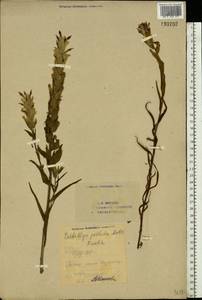 Castilleja pallida (L.) Kunth, Eastern Europe, Eastern region (E10) (Russia)