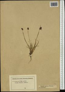 Luzula sudetica (Willd.) Schult., Western Europe (EUR) (Austria)