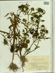 Bidens radiata Thuill., Eastern Europe, Central region (E4) (Russia)