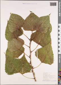 Populus deltoides, Caucasus, Black Sea Shore (from Novorossiysk to Adler) (K3) (Russia)