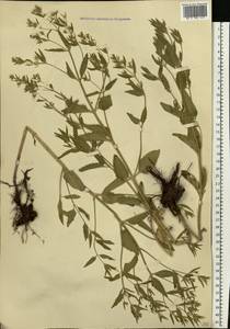 Nepeta ucranica subsp. parviflora (M.Bieb.) M.Masclans, Eastern Europe, Lower Volga region (E9) (Russia)