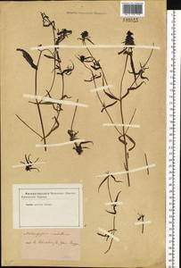 Melampyrum cristatum L., Siberia, Western Siberia (S1) (Russia)