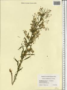 Erigeron canadensis L., Eastern Europe, Eastern region (E10) (Russia)
