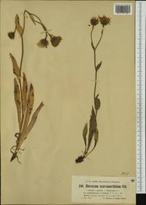 Hieracium scorzonerifolium subsp. polybracteum Nägeli & Peter, Western Europe (EUR) (Switzerland)