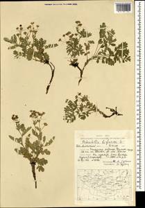 Sibbaldianthe bifurca (L.) Kurtto & T. Erikss., Mongolia (MONG) (Mongolia)