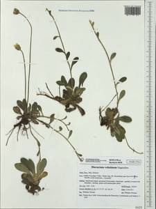 Pilosella velutina (Hegetschw.) F. W. Schultz & Sch. Bip., Western Europe (EUR) (Italy)