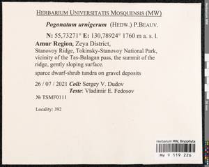 Pogonatum urnigerum (Hedw.) P. Beauv., Bryophytes, Bryophytes - Russian Far East (excl. Chukotka & Kamchatka) (B20) (Russia)