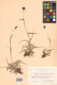 Scirpus maximowiczii C.B.Clarke, Siberia, Russian Far East (S6) (Russia)