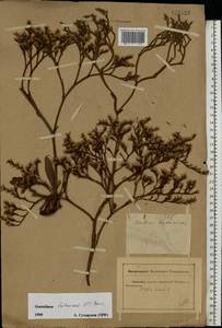 Goniolimon tataricum (L.) Boiss., Eastern Europe, Rostov Oblast (E12a) (Russia)