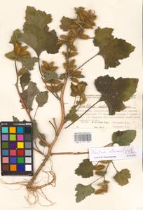 Xanthium orientale var. albinum (Widd.) Adema & M. T. Jansen, Eastern Europe, Lower Volga region (E9) (Russia)