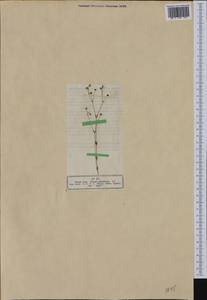 Linum catharticum L., Western Europe (EUR) (Germany)