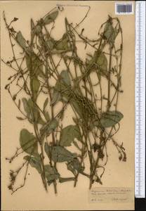 Lamiaceae, Middle Asia, Kopet Dag, Badkhyz, Small & Great Balkhan (M1) (Turkmenistan)