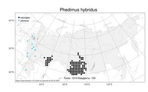 Phedimus hybridus (L.) 't Hart, Atlas of the Russian Flora (FLORUS) (Russia)