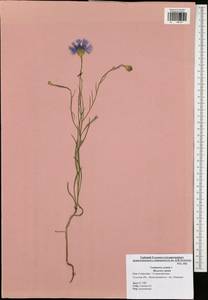Centaurea cyanus L., Eastern Europe, Central region (E4) (Russia)