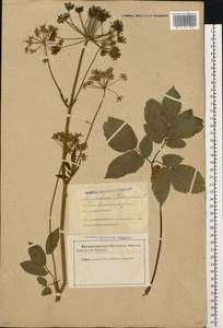 Aegopodium podagraria L., Eastern Europe, Latvia (E2b) (Latvia)