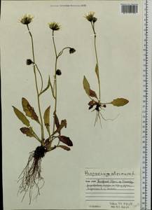 Hieracium alpinum L., Eastern Europe, Northern region (E1) (Russia)