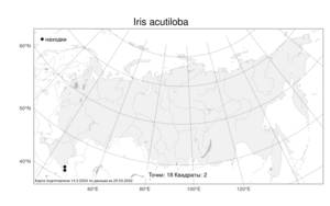 Iris acutiloba C.A.Mey., Atlas of the Russian Flora (FLORUS) (Russia)